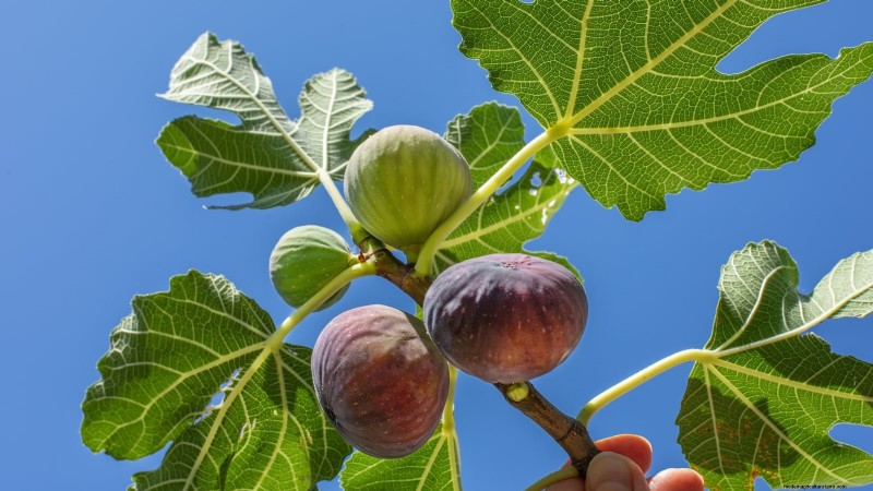 Guía de poda de higueras:maximice su cosecha y producción de frutas 