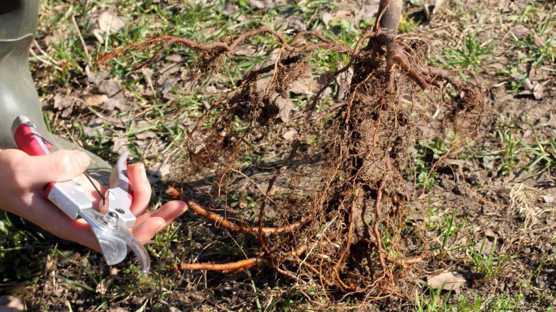 Guía de poda de higueras:maximice su cosecha y producción de frutas 