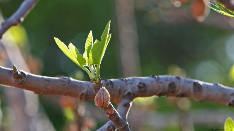 Guía de poda de higueras:maximice su cosecha y producción de frutas 