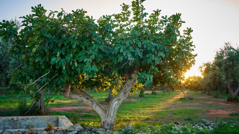 Guía de poda de higueras:maximice su cosecha y producción de frutas 