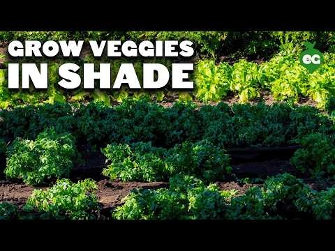 Verduras aptas para el sol y la sombra:cultive más en su jardín 