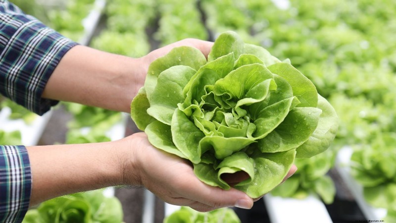 Verduras aptas para el sol y la sombra:cultive más en su jardín 