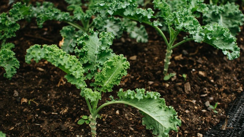 Verduras aptas para el sol y la sombra:cultive más en su jardín 