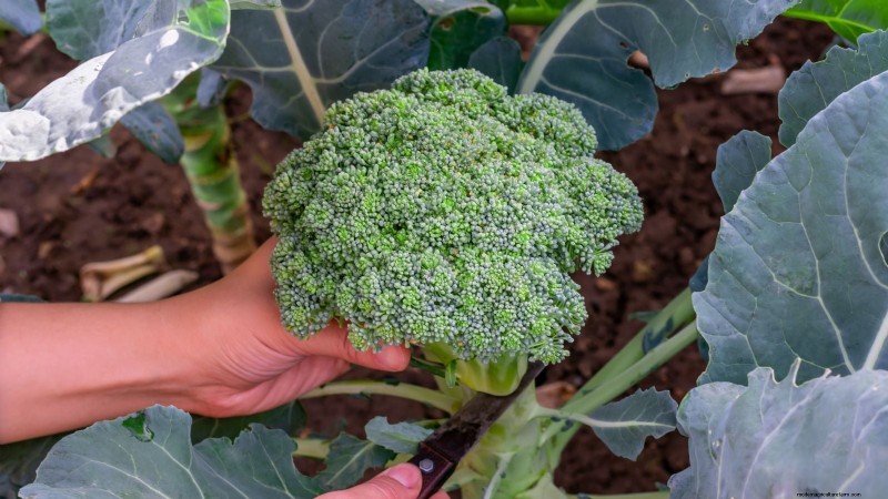 Verduras aptas para el sol y la sombra:cultive más en su jardín 