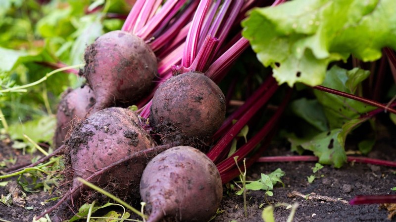 Verduras aptas para el sol y la sombra:cultive más en su jardín 