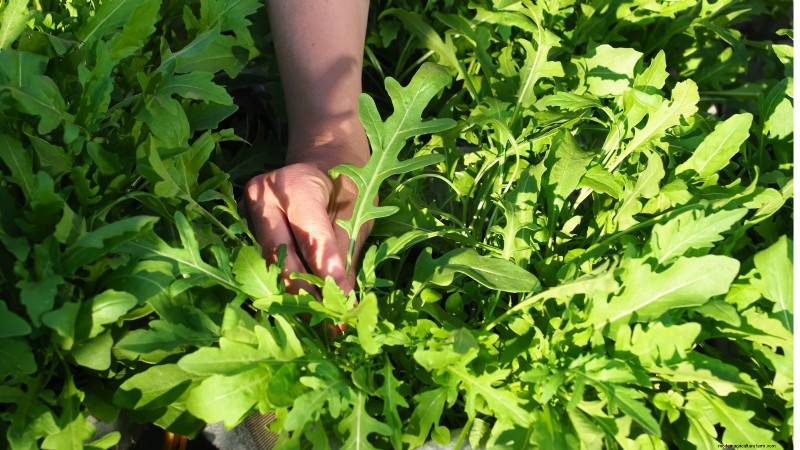 Verduras aptas para el sol y la sombra:cultive más en su jardín 