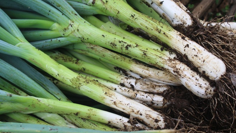 Verduras aptas para el sol y la sombra:cultive más en su jardín 