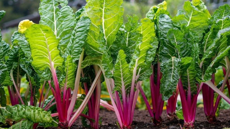 Verduras aptas para el sol y la sombra:cultive más en su jardín 