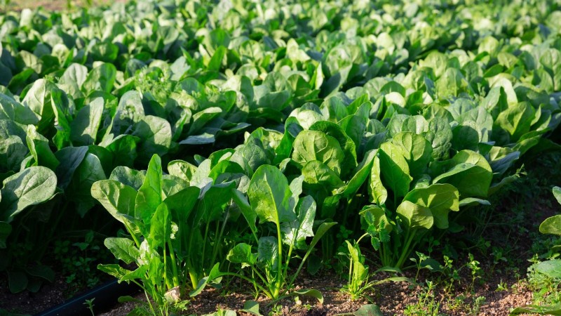 Verduras aptas para el sol y la sombra:cultive más en su jardín 
