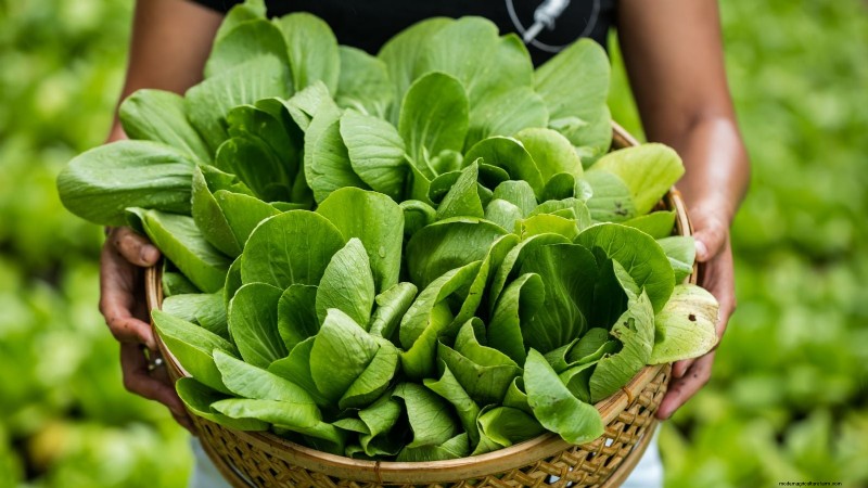 Verduras aptas para el sol y la sombra:cultive más en su jardín 