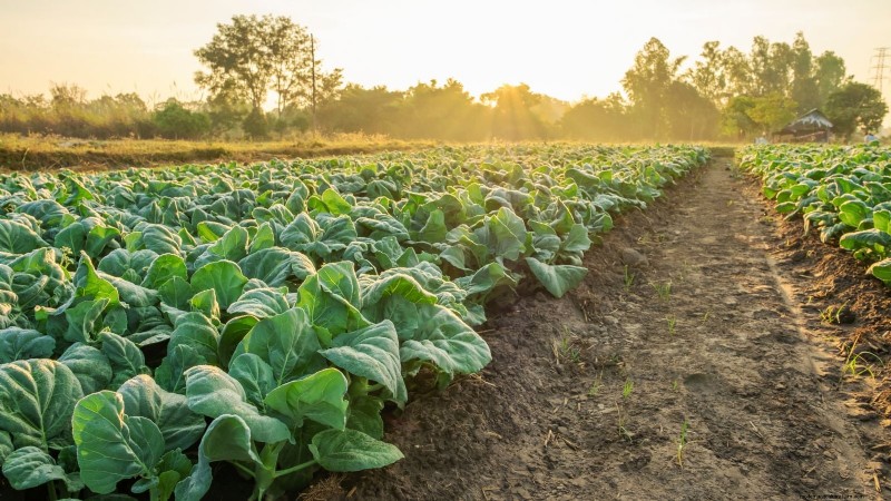 Verduras aptas para el sol y la sombra:cultive más en su jardín 