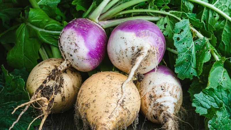 Verduras aptas para el sol y la sombra:cultive más en su jardín 