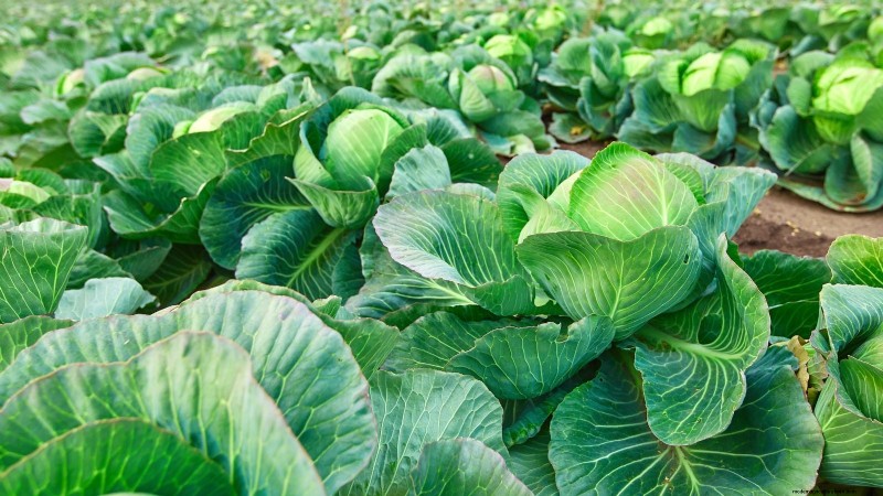Verduras aptas para el sol y la sombra:cultive más en su jardín 