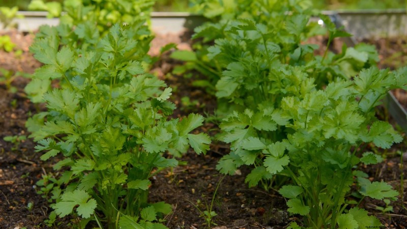 Verduras aptas para el sol y la sombra:cultive más en su jardín 