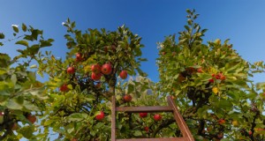 Die 15 süßesten Apfelsorten für eine köstliche Ernte 