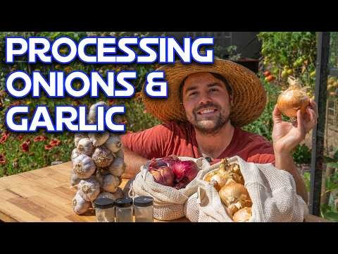 Expertenratgeber:Zwiebeln und Knoblauch ernten, pökeln und lagern 
