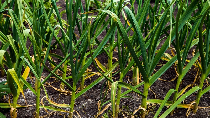 Expertenratgeber:Zwiebeln und Knoblauch ernten, pökeln und lagern 