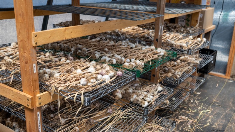 Expertenratgeber:Zwiebeln und Knoblauch ernten, pökeln und lagern 