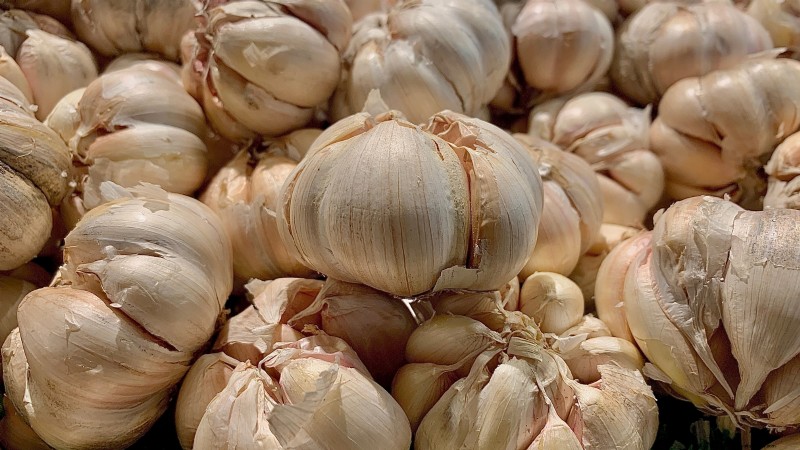 Expertenratgeber:Zwiebeln und Knoblauch ernten, pökeln und lagern 