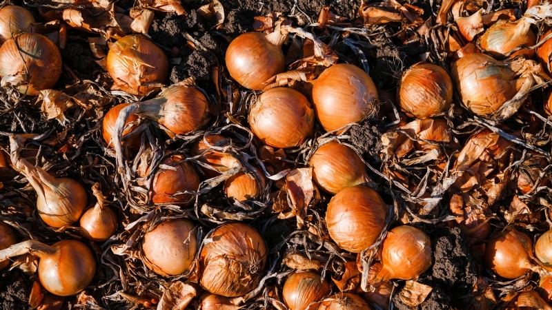 Expertenratgeber:Zwiebeln und Knoblauch ernten, pökeln und lagern 