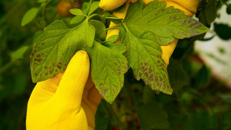Bakterienkrebs in Obstbäumen:Identifizierung, Vorbeugung und Behandlung 