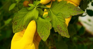 Bacteriële kanker in fruitbomen:identificatie, preventie en behandeling 