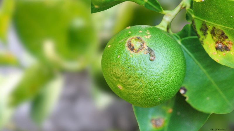 Bakterienkrebs in Obstbäumen:Identifizierung, Vorbeugung und Behandlung 