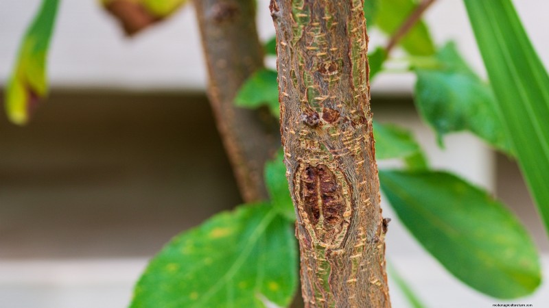 Bakterienkrebs in Obstbäumen:Identifizierung, Vorbeugung und Behandlung 
