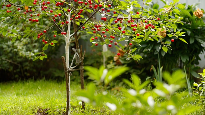 Bakterienkrebs in Obstbäumen:Identifizierung, Vorbeugung und Behandlung 