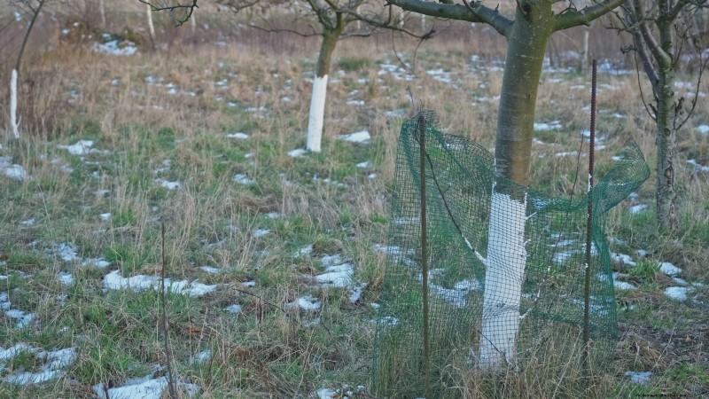Bakterienkrebs in Obstbäumen:Identifizierung, Vorbeugung und Behandlung 