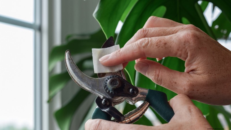 Bakterienkrebs in Obstbäumen:Identifizierung, Vorbeugung und Behandlung 