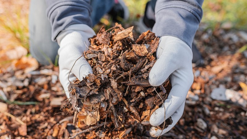 Bakterienkrebs in Obstbäumen:Identifizierung, Vorbeugung und Behandlung 