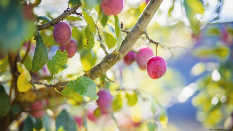 Bakterienkrebs in Obstbäumen:Identifizierung, Vorbeugung und Behandlung 