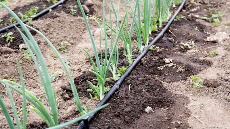 上げ床で玉ねぎを育てる:初心者ガイド 