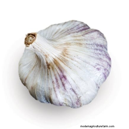 Zilverwitte knoflook:gids voor planten, groeien en verzorgen | [Uw merk/website] 