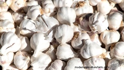 Zilverwitte knoflook:gids voor planten, groeien en verzorgen | [Uw merk/website] 