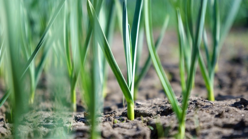 Zilverwitte knoflook:gids voor planten, groeien en verzorgen | [Uw merk/website] 