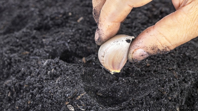 Zilverwitte knoflook:gids voor planten, groeien en verzorgen | [Uw merk/website] 