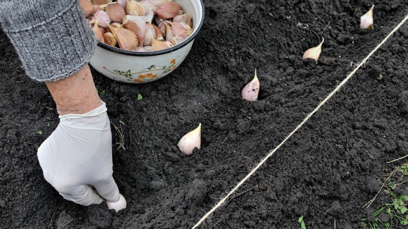 Zilverwitte knoflook:gids voor planten, groeien en verzorgen | [Uw merk/website] 