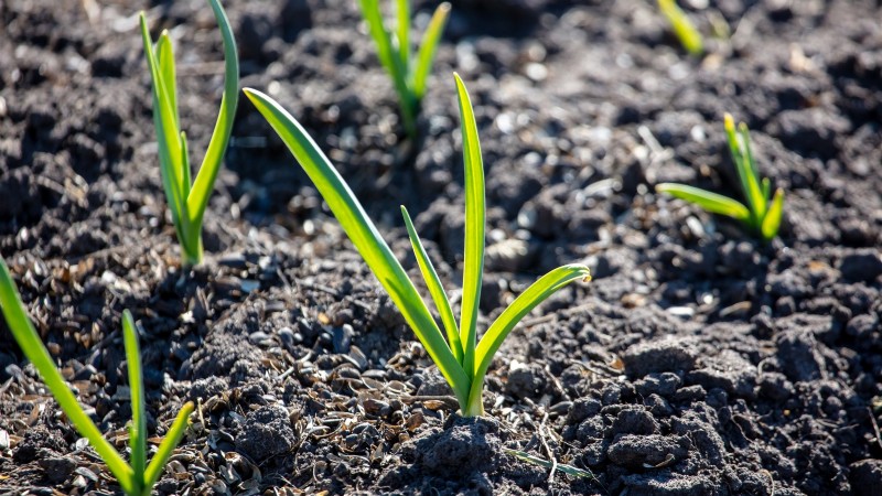 Zilverwitte knoflook:gids voor planten, groeien en verzorgen | [Uw merk/website] 