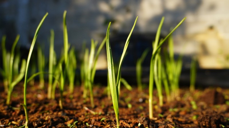 Zilverwitte knoflook:gids voor planten, groeien en verzorgen | [Uw merk/website] 