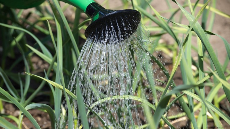 Zilverwitte knoflook:gids voor planten, groeien en verzorgen | [Uw merk/website] 