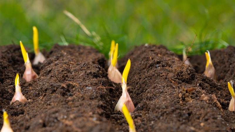 Zilverwitte knoflook:gids voor planten, groeien en verzorgen | [Uw merk/website] 