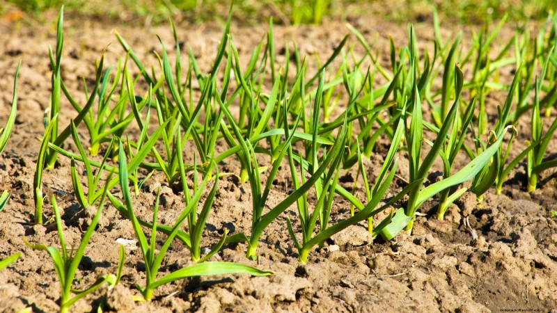 Zilverwitte knoflook:gids voor planten, groeien en verzorgen | [Uw merk/website] 