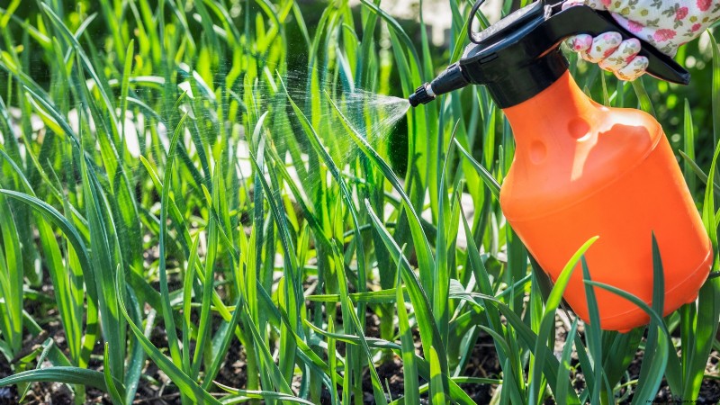 Zilverwitte knoflook:gids voor planten, groeien en verzorgen | [Uw merk/website] 