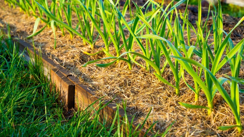 Zilverwitte knoflook:gids voor planten, groeien en verzorgen | [Uw merk/website] 