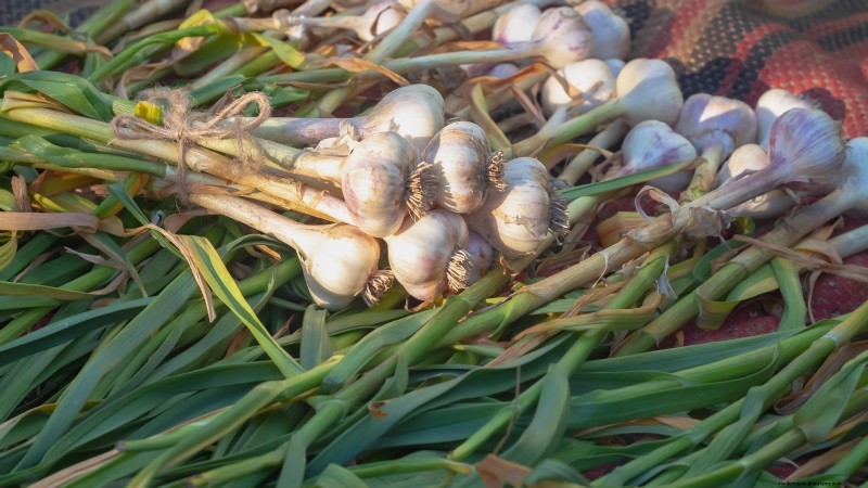 Zilverwitte knoflook:gids voor planten, groeien en verzorgen | [Uw merk/website] 