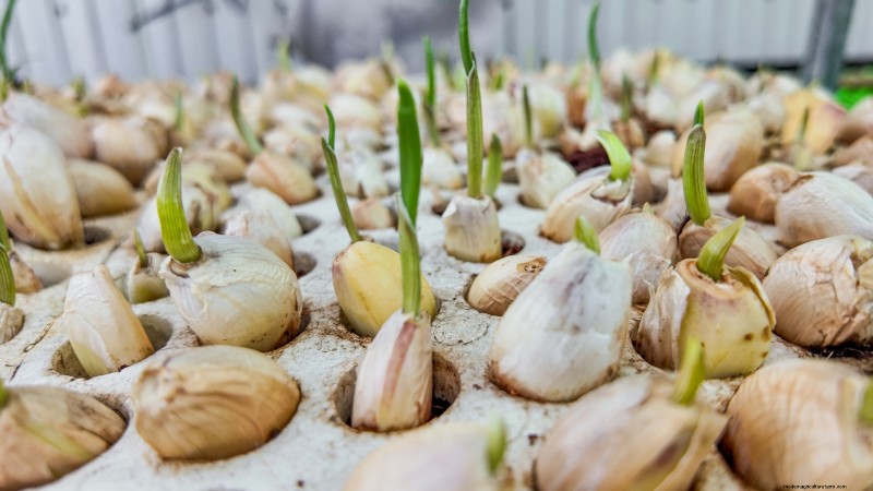 Zilverwitte knoflook:gids voor planten, groeien en verzorgen | [Uw merk/website] 
