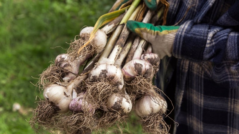 Zilverwitte knoflook:gids voor planten, groeien en verzorgen | [Uw merk/website] 