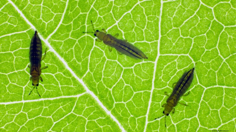 Zilverwitte knoflook:gids voor planten, groeien en verzorgen | [Uw merk/website] 